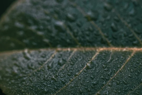 Tiro Macro Gotas Minúsculas Água Uma Folha Verde Escura — Fotografia de Stock