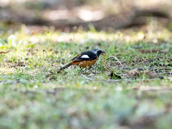 Close Daurian Redstart Grama — Fotografia de Stock