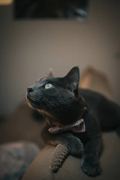Egy Függőleges Felvétel Egy Szürke Macskáról Csokornyakkendővel Kanapén — Stock Fotó