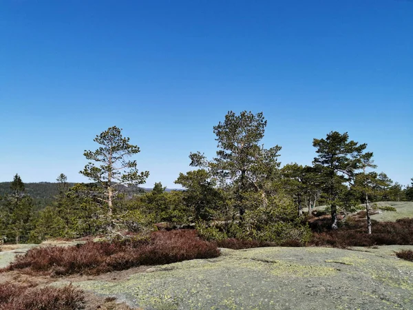 Krásný Záběr Stromů Pod Jasnou Oblohou Kopci Farmenroysa Vestfoldu Norsko — Stock fotografie