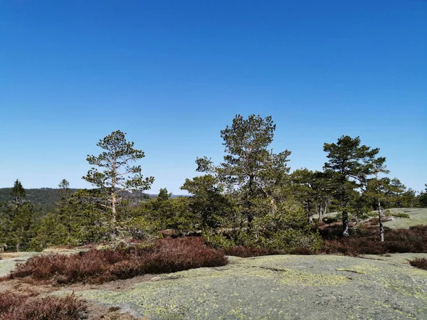 Bel Colpo Alberi Sotto Cielo Luminoso Sulla Collina Farmenroysa Vestfold — Foto Stock