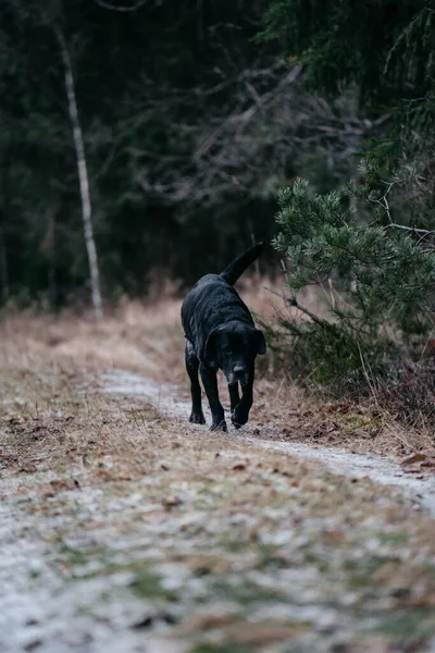 Plano Vertical Labrador Negro Caminando Por Bosque — Foto de Stock