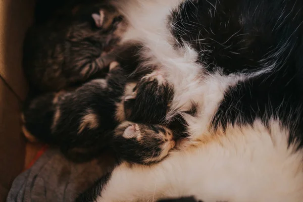 Eine Katzenmutter Füttert Ihre Schwarzen Und Weißen Kätzchen — Stockfoto