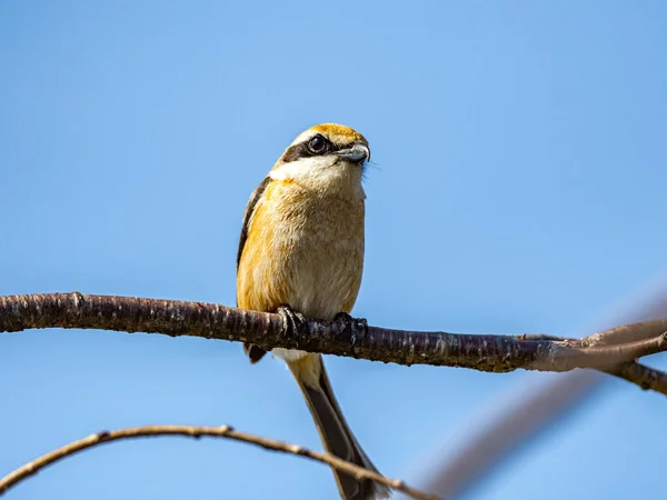 Primer Plano Shrike Cabeza Toro Posado Una Rama — Foto de Stock