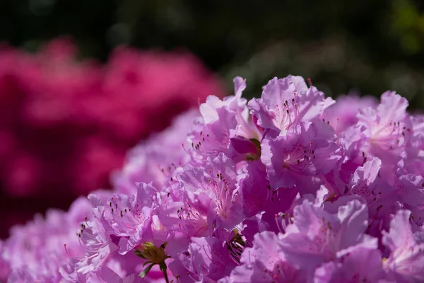 Primer Plano Flores Rhododendron Púrpura —  Fotos de Stock