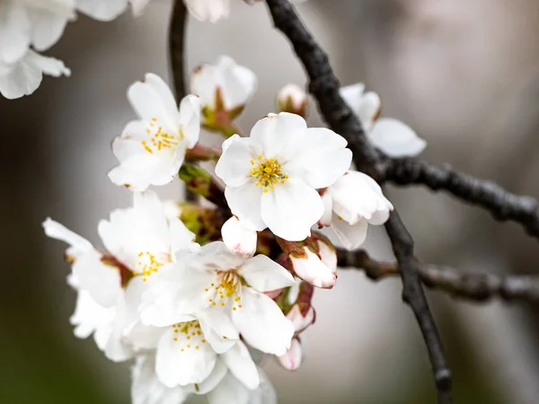 藤沢市大庭城跡公園内の桜のライトアップ — ストック写真