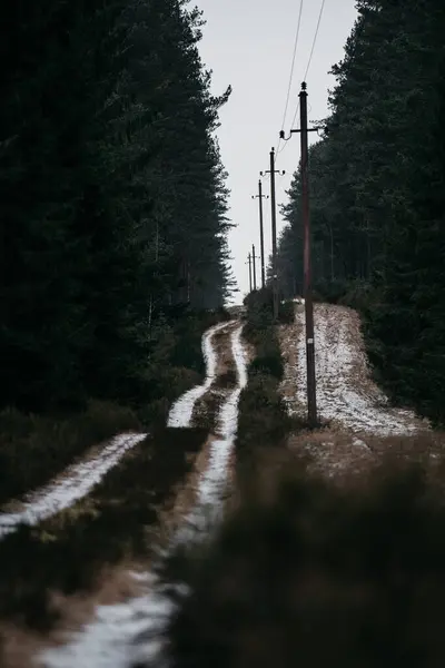 Svislý Záběr Krásné Cesty Lesem — Stock fotografie