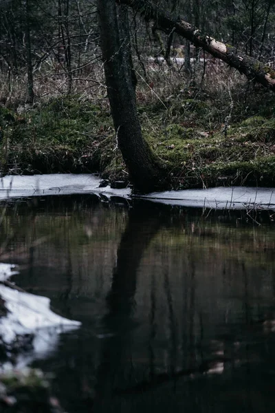 Egy Vízfolyás Függőleges Képe Téli Erdőben — Stock Fotó