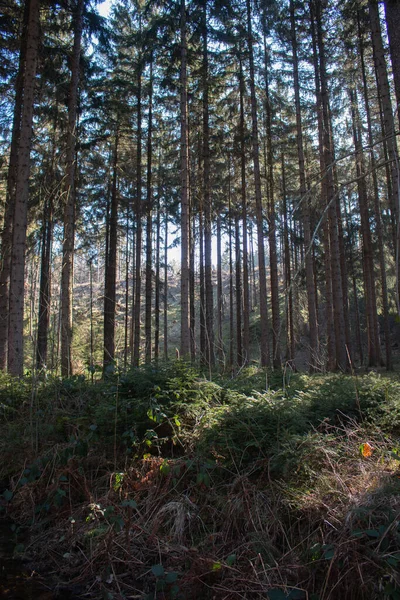 Вертикальный Снимок Тонких Деревьев Лесу — стоковое фото