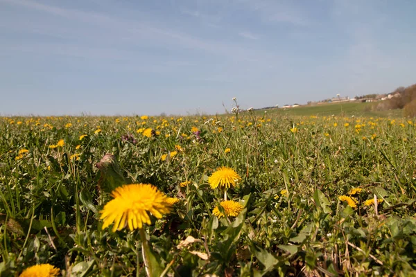 Крупним Планом Знімок Жовтих Кульбаб Ростуть Полі — стокове фото