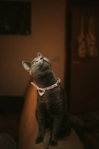 一只灰色的猫带着领结好奇地环视四周的垂直照片 — 图库照片