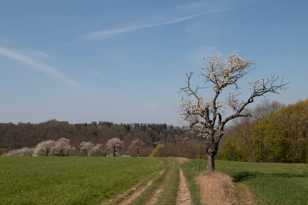 Ein Baum Einem Tal Einer Ländlichen Gegend — Stockfoto