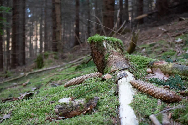 Крупный План Вырубленного Ствола Дерева Растений Лесной Подстилке — стоковое фото