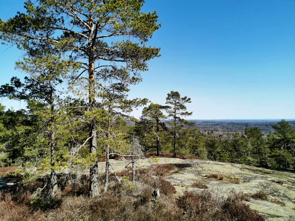 Egy Gyönyörű Kép Fák Alatt Fényes Farmenroysa Hill Vestfold Norvégia — Stock Fotó