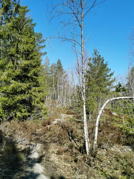 Colpo Verticale Bosco Sulla Collina Farmenroysa Vestfold Norvegia — Foto Stock