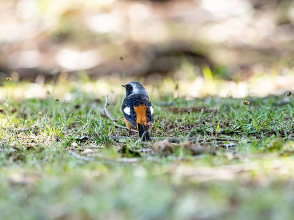 Çimlerin Üzerinde Bir Daurian Redstart Yakın Plan Fotoğrafı — Stok fotoğraf