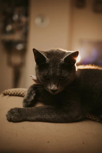 Крупный План Черной Домашней Бомбейской Кошки Лежащей — стоковое фото