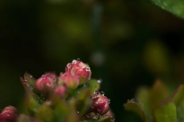 Eine Selektive Fokusaufnahme Kleiner Wassertröpfchen Auf Winzigen Dunkelrosa Blüten — Stockfoto