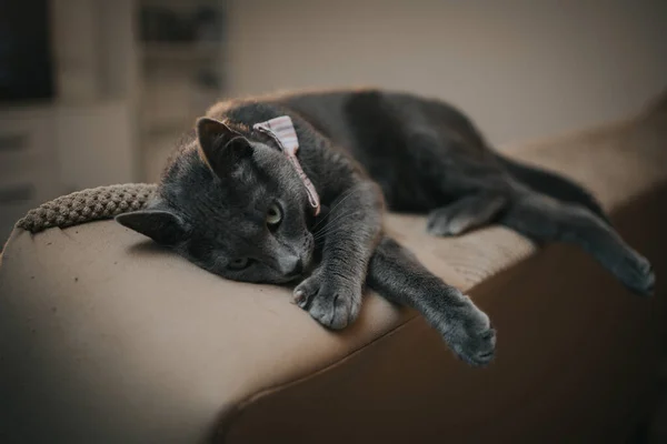 Lindo Gato Gris Doméstico Con Una Pajarita Acostada Sofá — Foto de Stock