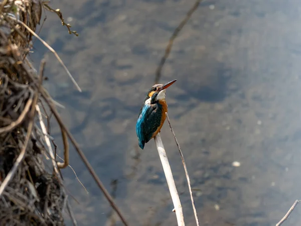 Tiro Perto Kingfisher Comum Empoleirado Ramo — Fotografia de Stock