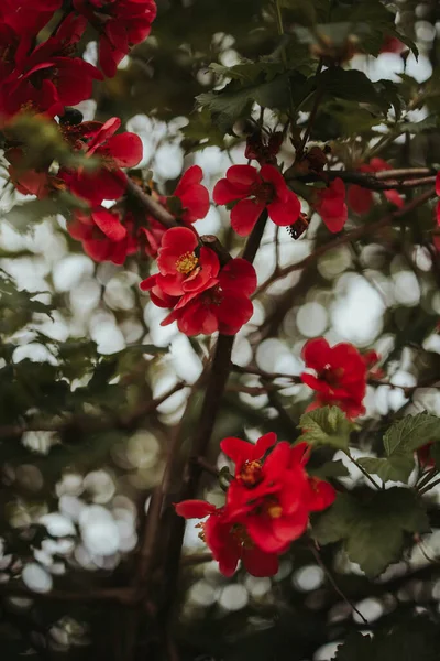 Ένα Κοντινό Πλάνο Όμορφα Λουλούδια Japonica — Φωτογραφία Αρχείου