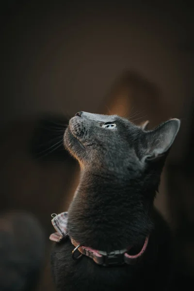 Eine Vertikale Aufnahme Einer Grauen Katze Mit Fliege Die Sich — Stockfoto