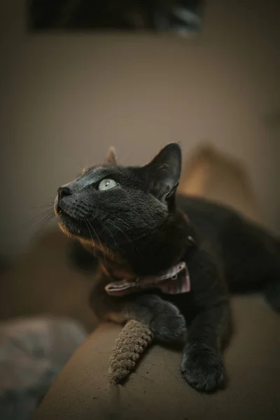 Closeup Shot Black Domestic Bombay Cat Laying — Stock Photo, Image