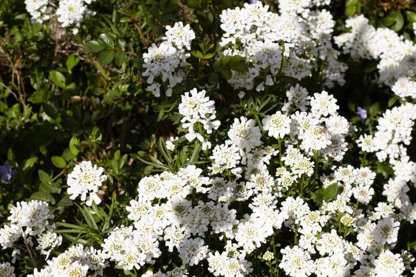 Primer Plano Flores Blancas Rododendro — Foto de Stock