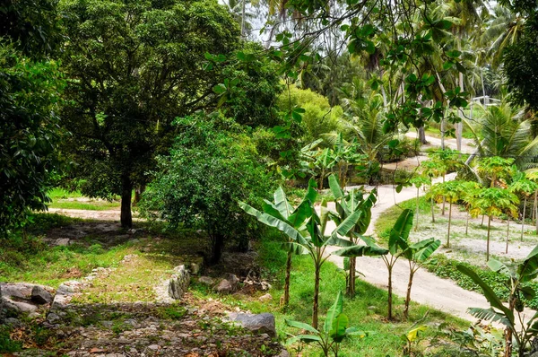 Irt Road Farm Island Digue Seychelles — Stock Photo, Image