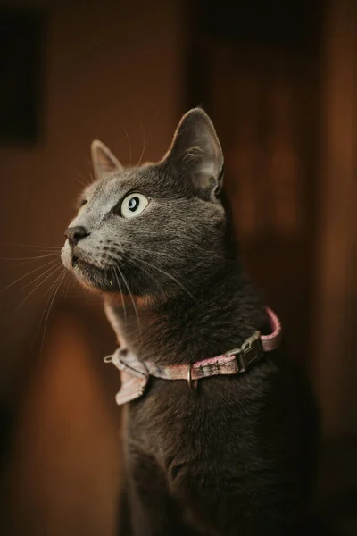 Nahaufnahme Einer Schwarzen Hauskatze Aus Bombay Mit Halsband — Stockfoto