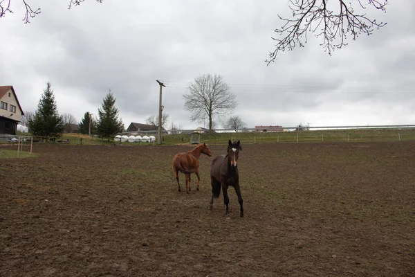 野原を走る二頭の小さな馬 — ストック写真