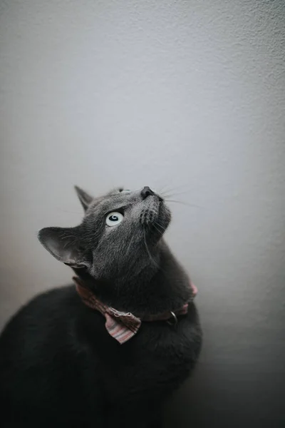 Een Grijswaarden Close Shot Van Een Zwarte Kat Met Groene — Stockfoto