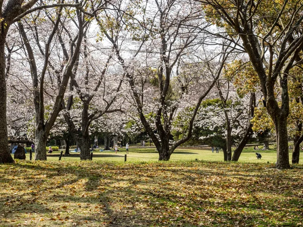 Parque Ruinas Del Castillo Oba Fujisawa Japón — Foto de Stock