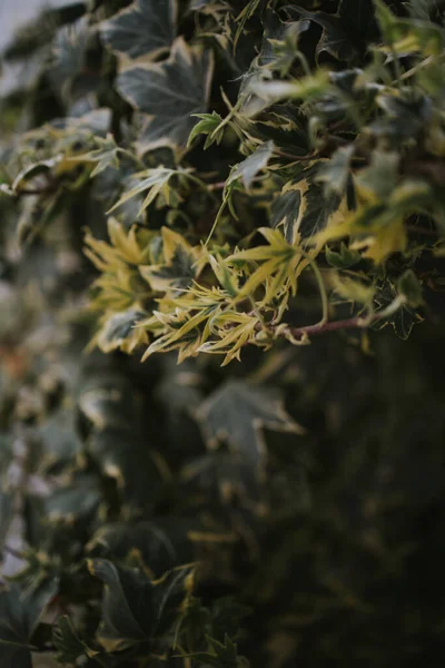 木の枝にあるエキゾチックな葉の垂直ショット — ストック写真