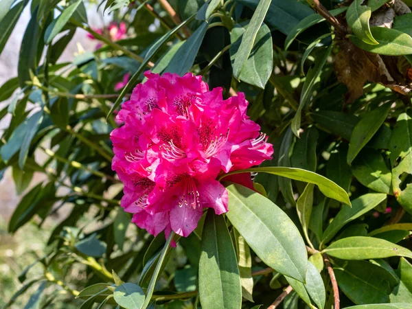 Zbliżenie Strzał Piękny Różowy Rhododendron Kwiat — Zdjęcie stockowe