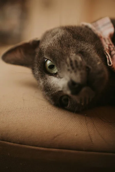 Yeşil Gözlü Kara Bir Kedinin Yakın Plan Çekimi — Stok fotoğraf