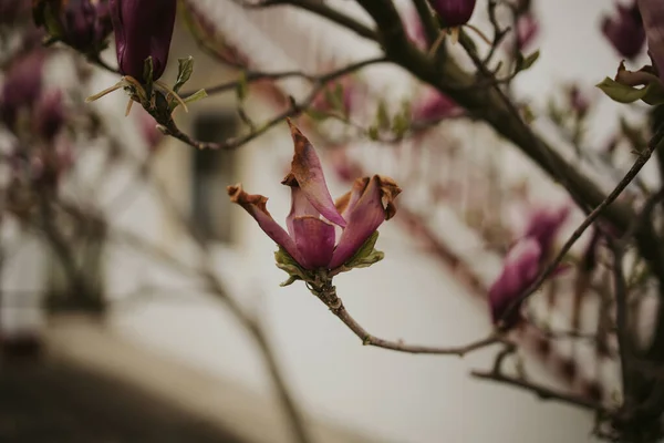 Gros Plan Magnolias Sur Une Branche Arbre — Photo