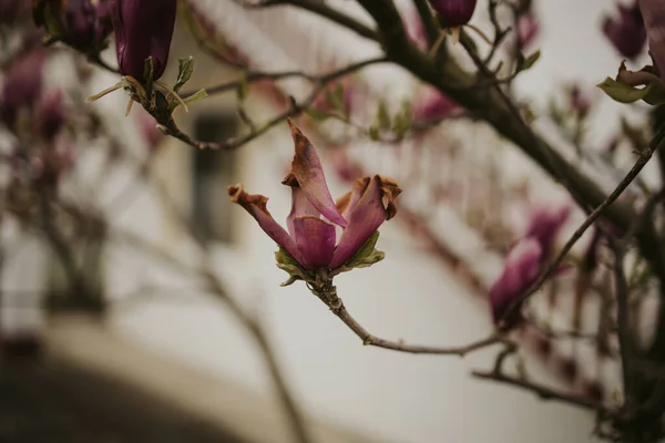 在树枝上拍了一张木兰花特写 — 图库照片