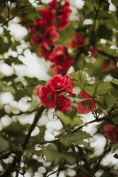 Närbild Skott Ett Träd Blomma — Stockfoto