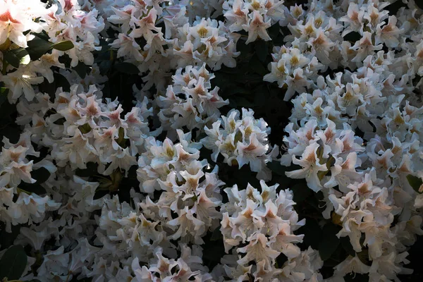 Primer Plano Flores Blancas Rododendro — Foto de Stock