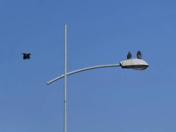 Primer Plano Dos Pájaros Posados Farola Con Poste Luz Otro — Foto de Stock