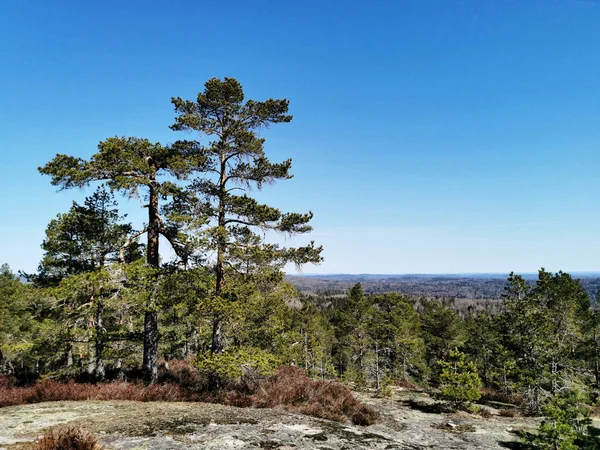 Hermoso Tiro Árboles Bajo Cielo Brillante Farmenroysa Hill Vestfold Noruega — Foto de Stock