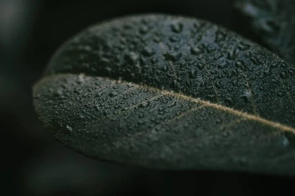 Gros Plan Une Feuille Vert Foncé Recouverte Gouttes Pluie Dans — Photo