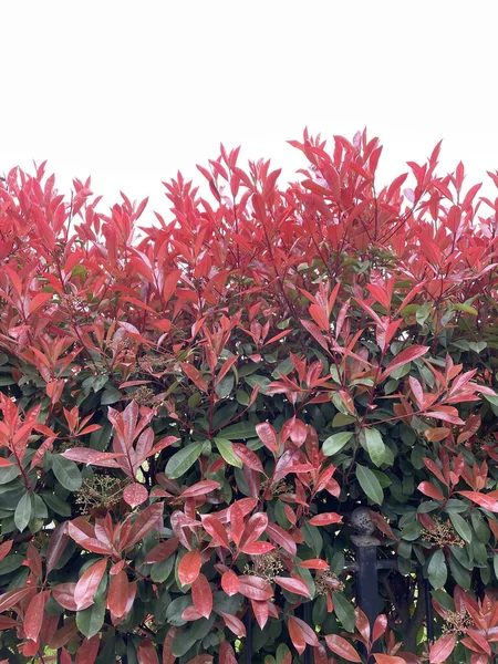 Een Prachtig Uitzicht Red Tip Photinia Plant — Stockfoto