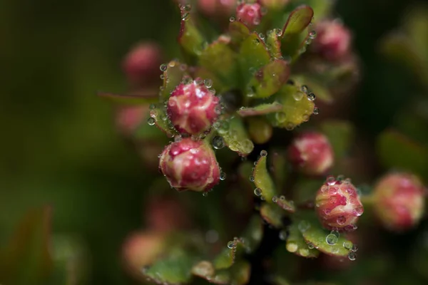 Eine Nahaufnahme Von Kleinen Runden Rosa Blüten Mit Wassertropfen Darauf — Stockfoto