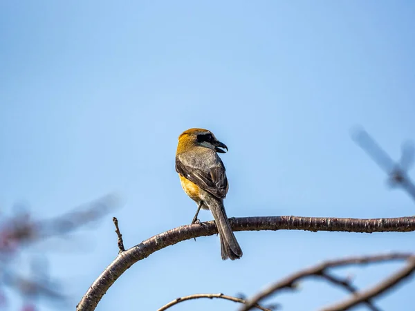 Gros Plan Une Pie Grièche Tête Plate Perchée Sur Une — Photo