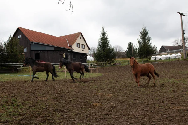 Grupa Brązowych Koni Biegających Farmie — Zdjęcie stockowe