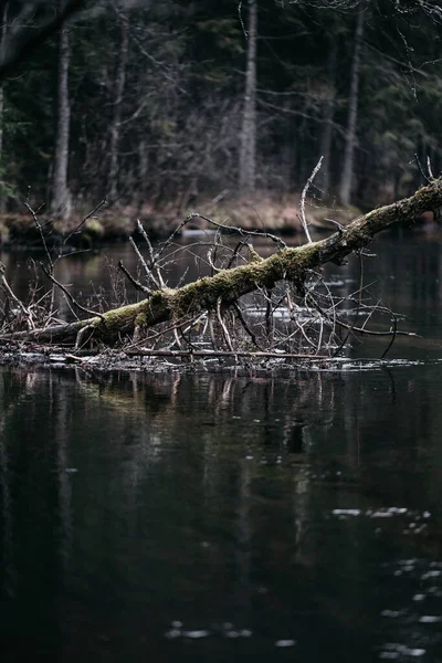 Vertical Shot River Forest Fallen Tree — Stock Photo, Image