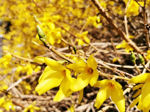 Gros Plan Fleurs Jaunes Forsythia — Photo