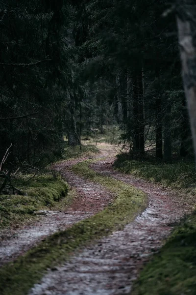 Een Verticaal Shot Van Een Mooie Weg Door Het Bos — Stockfoto